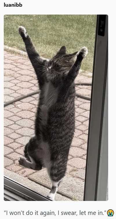 luanibb "I won't do it again, I swear, let me in."D:③CH_