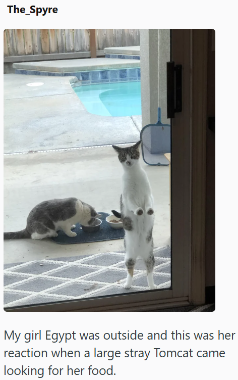The_Spyre My girl Egypt was outside and this was her reaction when a large stray Tomcat came looking for her food.
