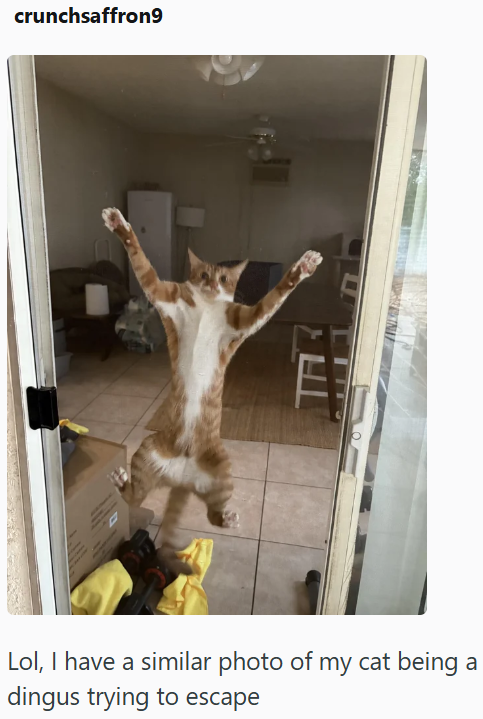 crunchsaffron9 Lol, I have a similar photo of my cat being a dingus trying to escape