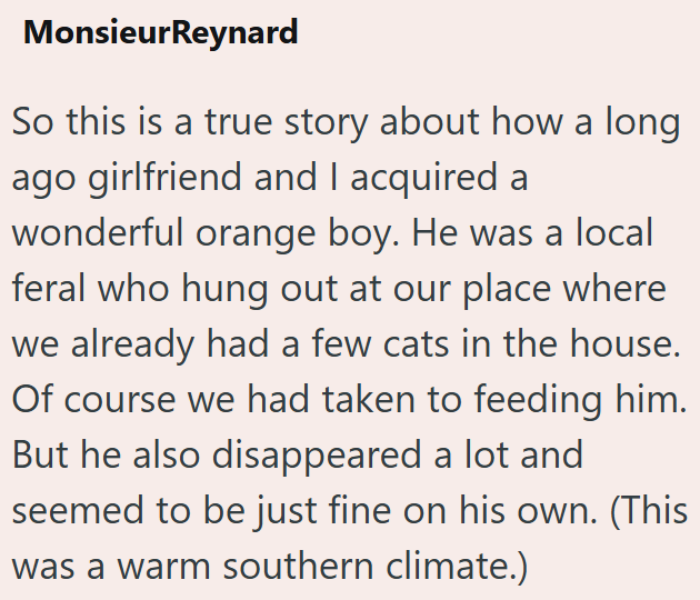 MonsieurReynard So this is a true story about how a long ago girlfriend and I acquired a wonderful orange boy. He was a local feral who hung out at our place where we already had a few cats in the house. Of course we had taken to feeding him. But he also disappeared a lot and seemed to be just fine on his own. (This was a warm southern climate.)