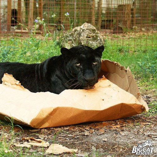 BIGCAT RESCUE