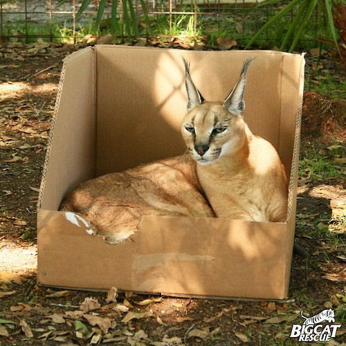 BIGCAT RESCUE