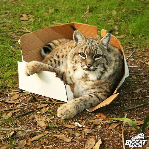 BIGCAT RESCUE