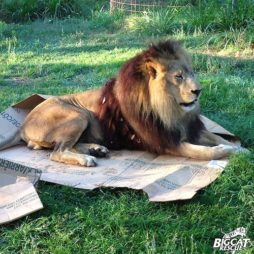 RESCUE BIGCAT P REFRIGERA THE COR THIS SECADO ONLY 040105 LAYDOWN CE cone seu K/ARRIER GE DE/COT WOO