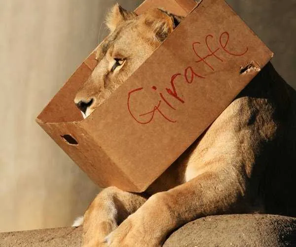 Giraffe