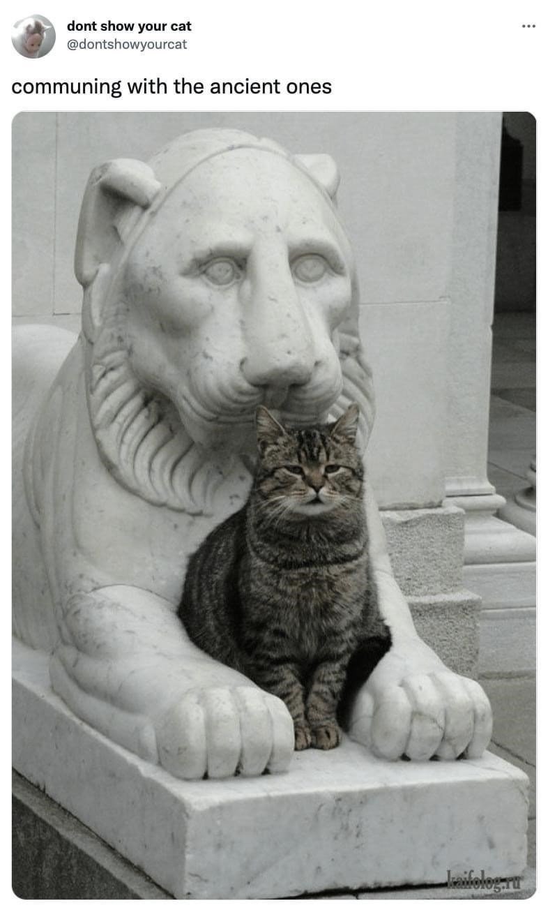 dont show your cat @dontshowyourcat communing with the ancient ones kaifolog-ru