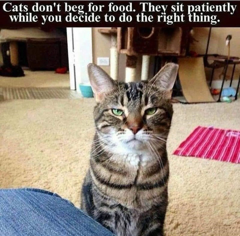 Cats don't beg for food. They sit patiently while you decide to do the right thing.