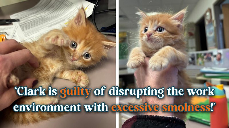 'Clark is guilty of disrupting the work environment with excessive smolness!'