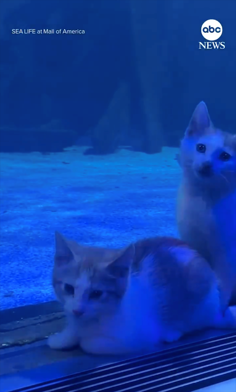 SEA LIFE at Mall of America abc NEWS