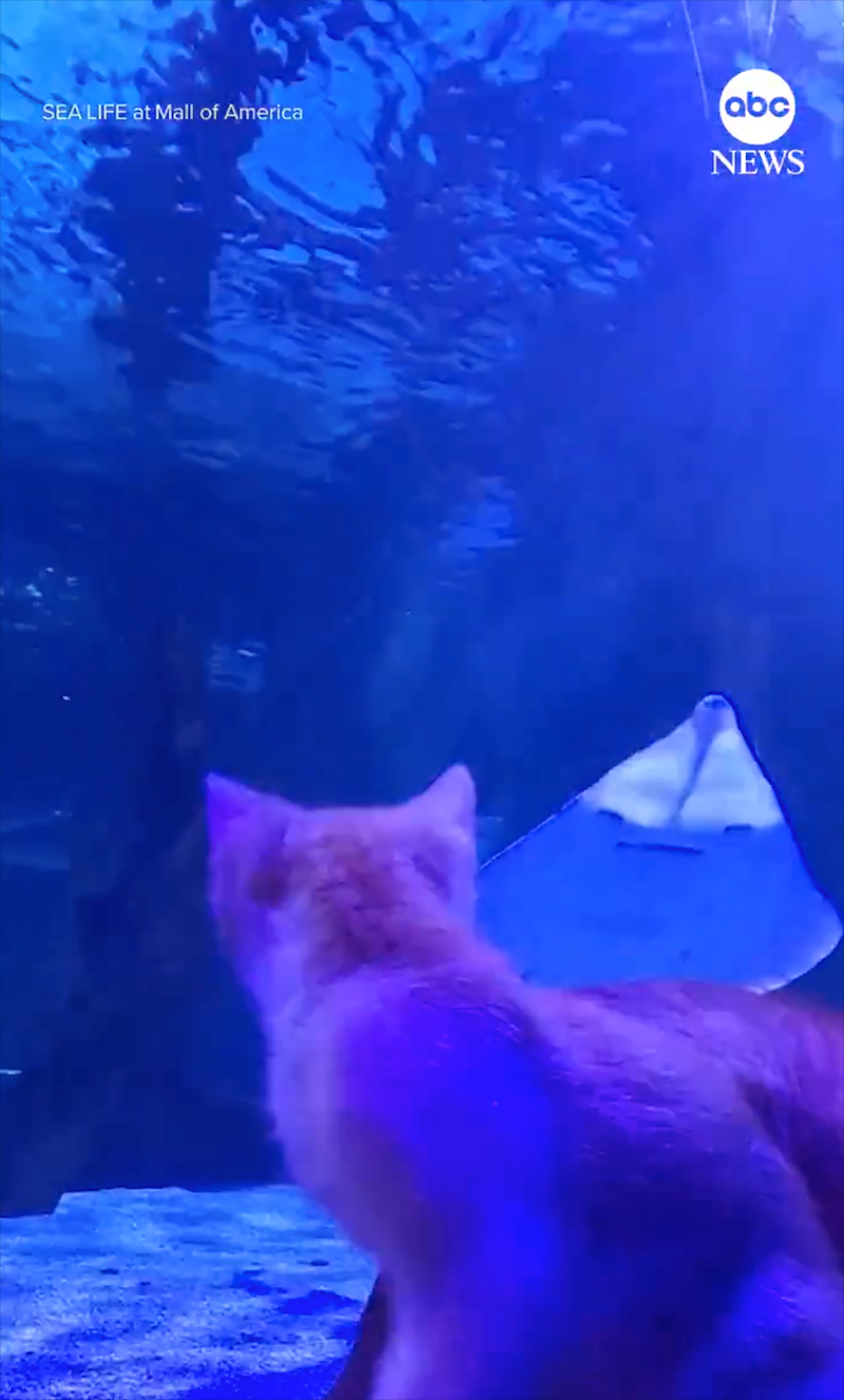 SEA LIFE at Mall of America abc NEWS
