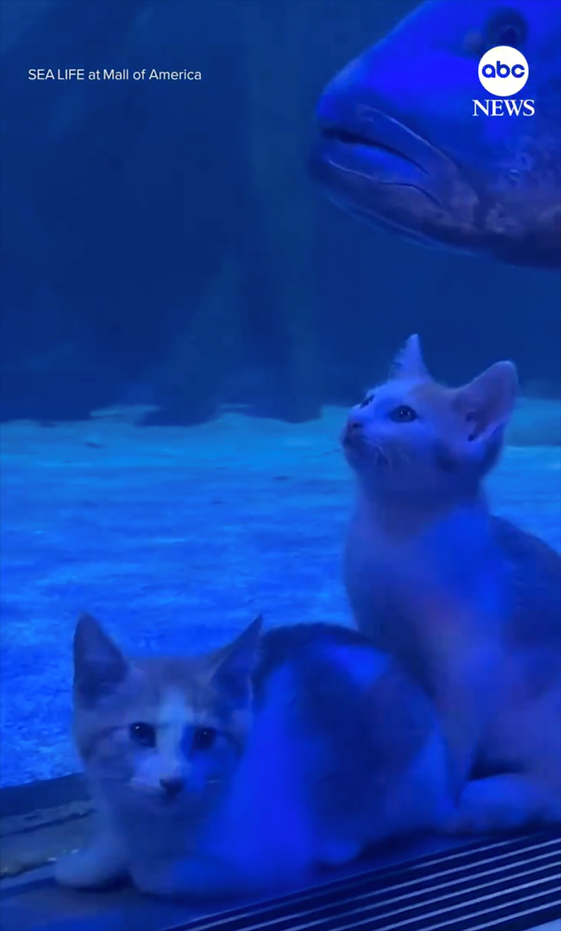 SEA LIFE at Mall of America abc NEWS