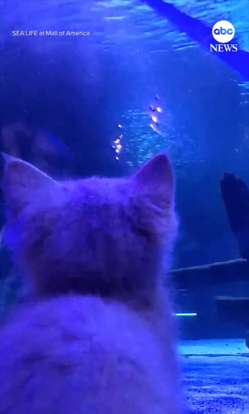 SEA LIFE at Mall of America abc NEWS