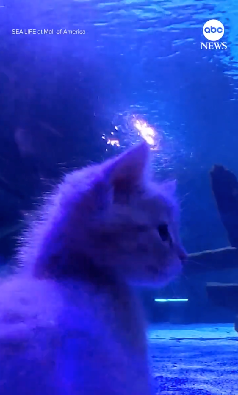 SEA LIFE at Mall of America abc NEWS
