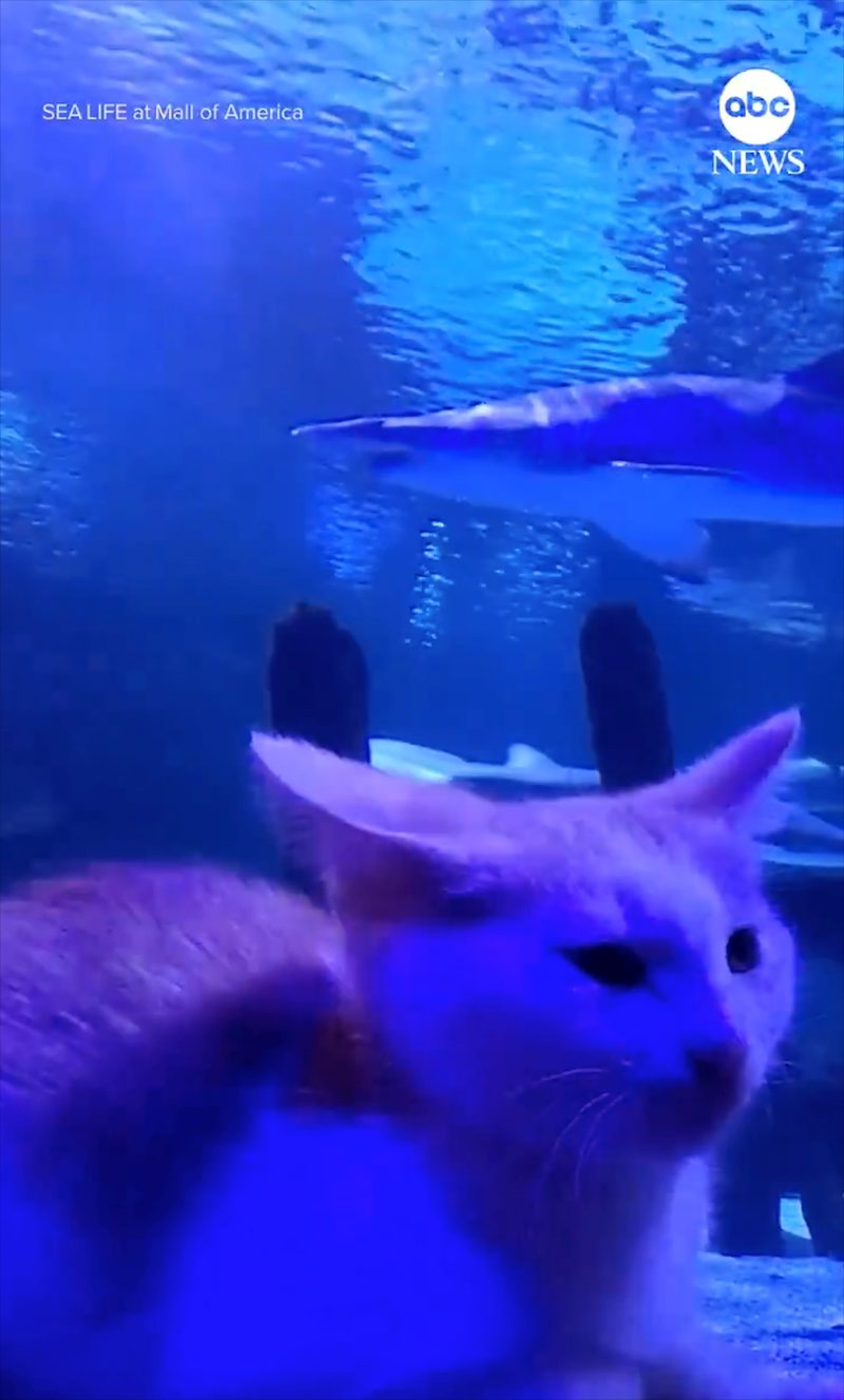 SEA LIFE at Mall of America abc NEWS