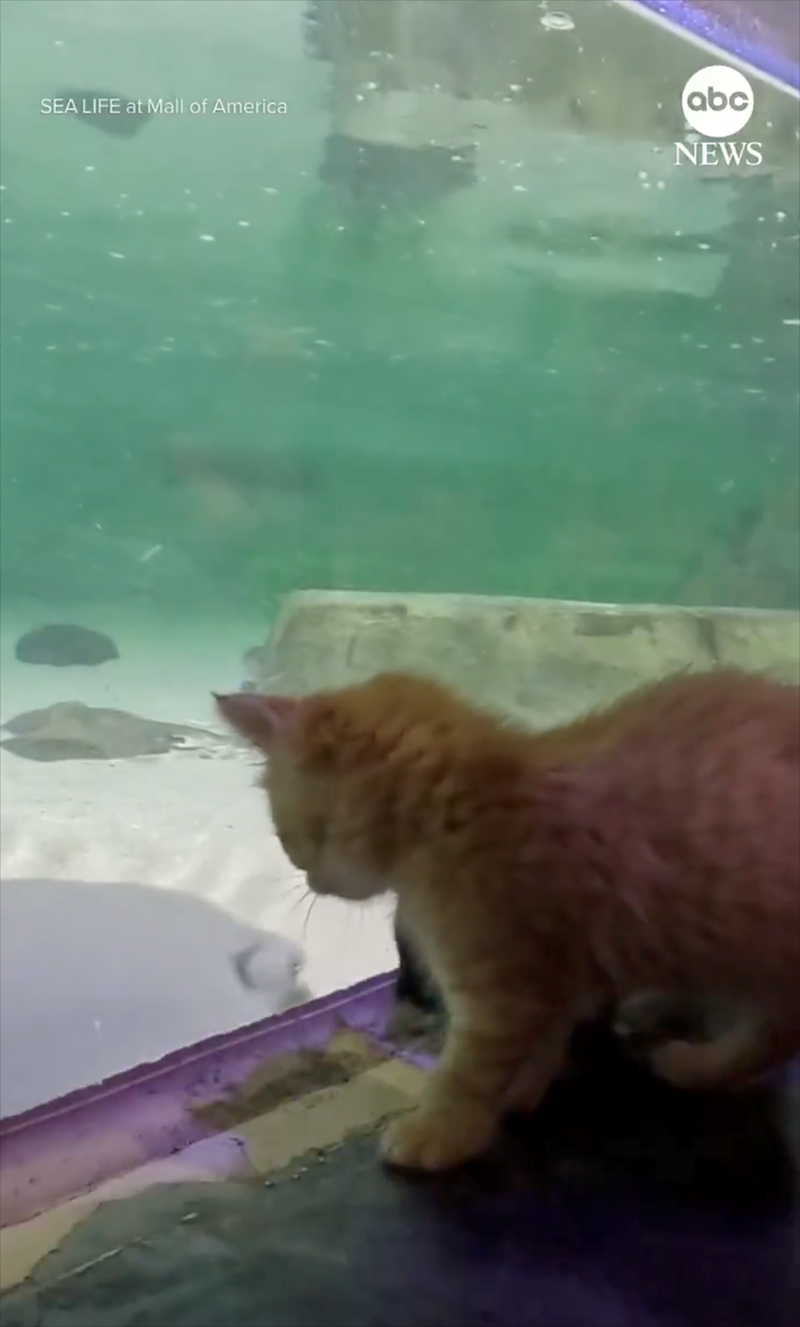 SEA LIFE at Mall of America abc NEWS