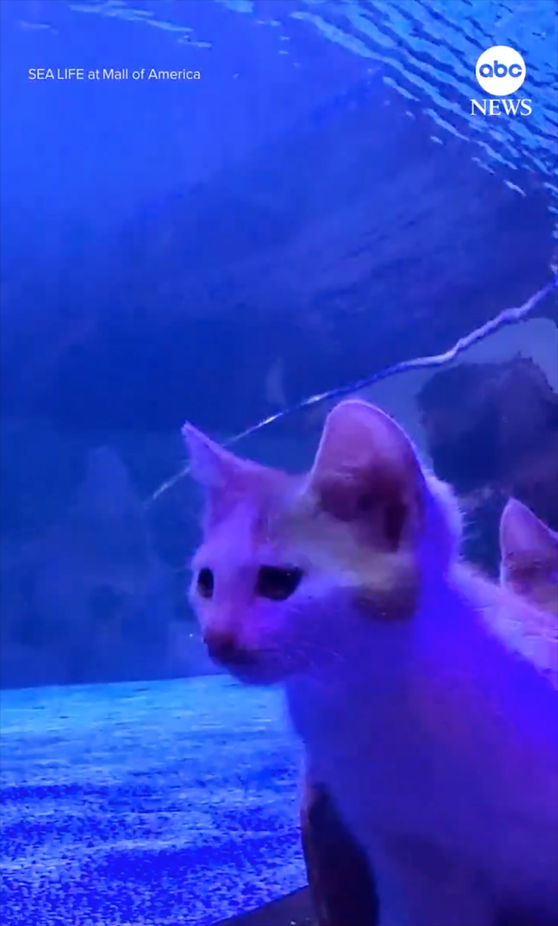 SEA LIFE at Mall of America abc NEWS