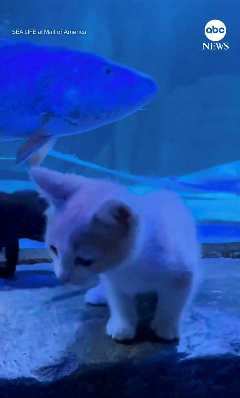 SEA LIFE at Mall of America abc NEWS