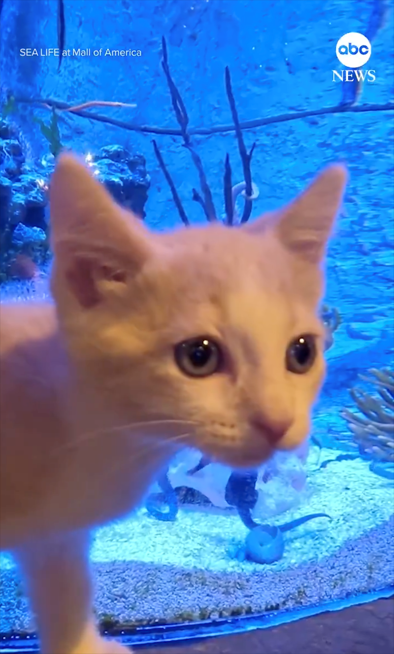 SEA LIFE at Mall of America abc NEWS
