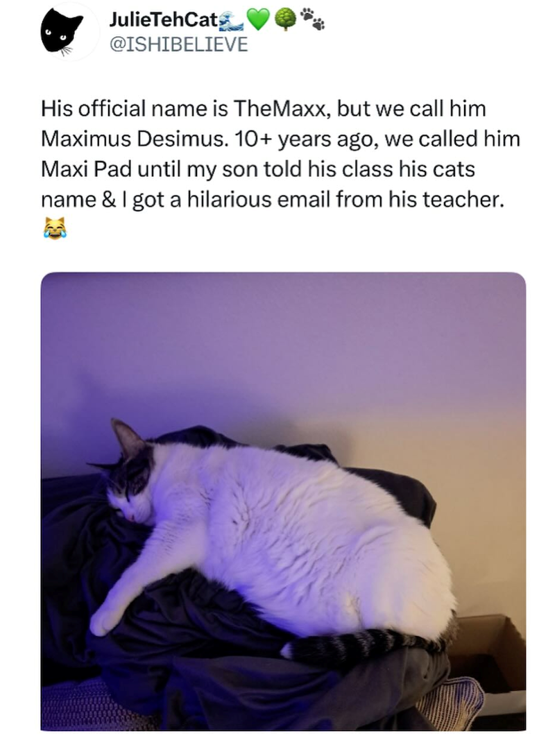 JulieTehCat @ISHIBELIEVE His official name is TheMaxx, but we call him Maximus Desimus. 10+ years ago, we called him Maxi Pad until my son told his class his cats name & I got a hilarious email from his teacher.