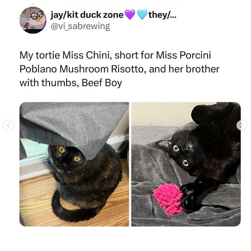 jay/kit duck zone @vi_sabrewing they/... My tortie Miss Chini, short for Miss Porcini Poblano Mushroom Risotto, and her brother with thumbs, Beef Boy