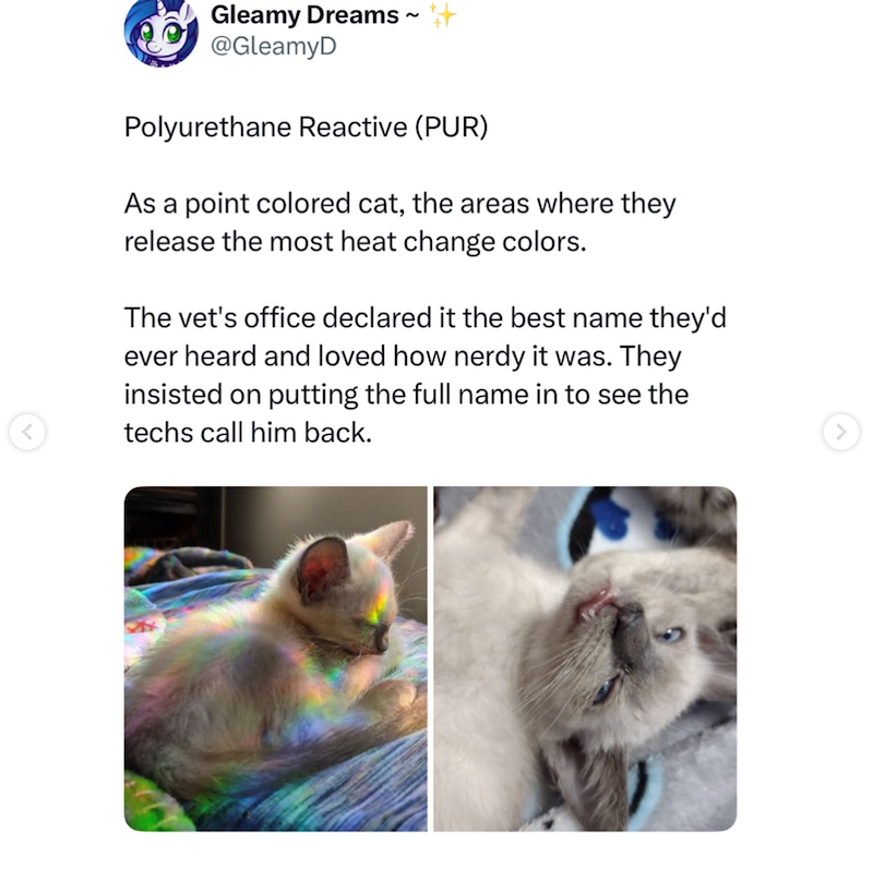 Gleamy Dreams ~ @GleamyD Polyurethane Reactive (PUR) As a point colored cat, the areas where they release the most heat change colors. The vet's office declared it the best name they'd ever heard and loved how nerdy it was. They insisted on putting the full name in to see the techs call him back.