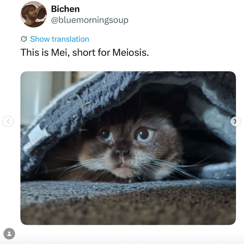 Bichen @bluemorningsoup Show translation This is Mei, short for Meiosis.