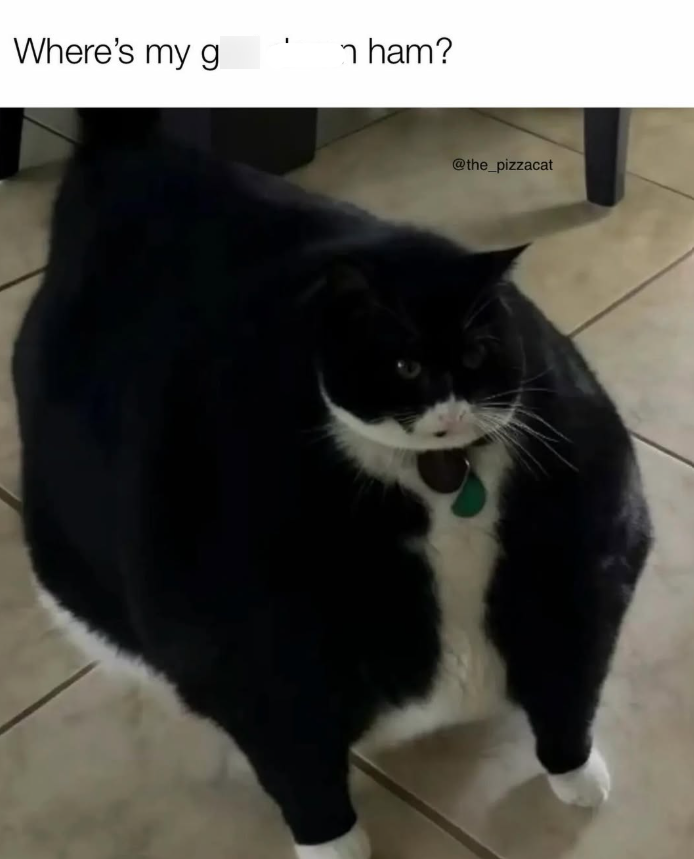 Where's my g n ham? @the_pizzacat