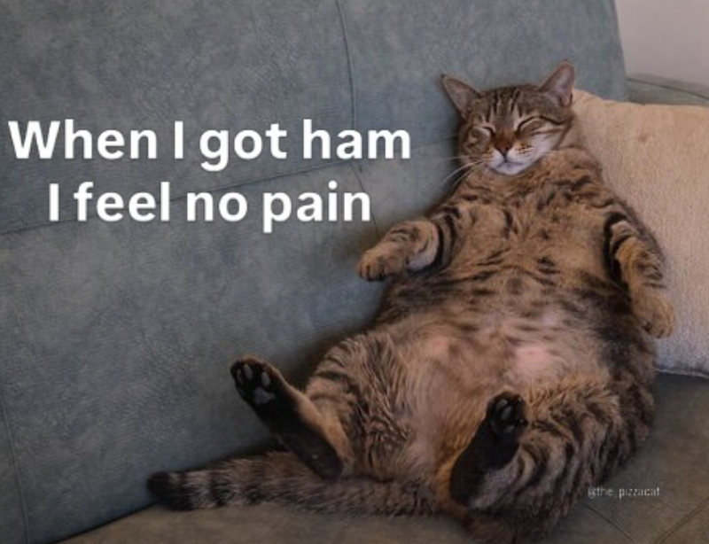 When I got ham I feel no pain the pizzacat