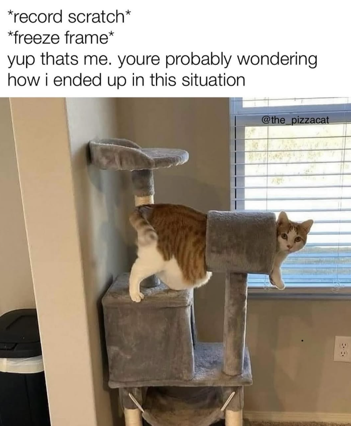 *record scratch* *freeze frame* yup thats me. youre probably wondering how i ended up in this situation @the_pizzacat