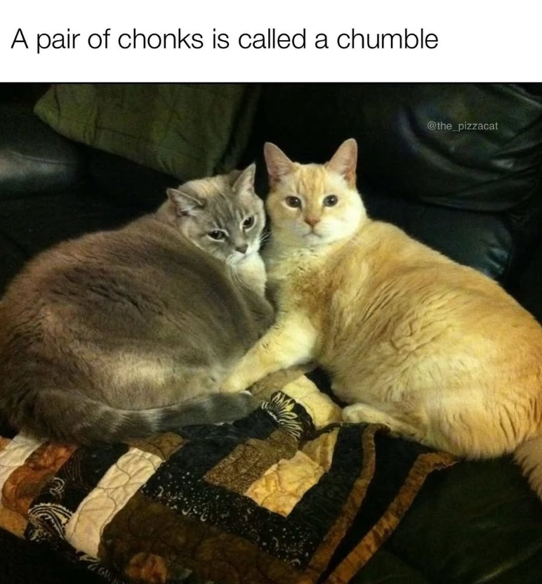 A pair of chonks is called a chumble @the_pizzacat