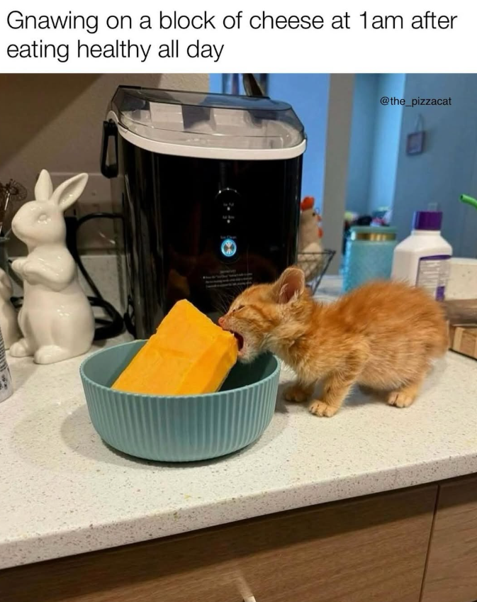 Gnawing on a block of cheese at 1am after eating healthy all day @the_pizzacat
