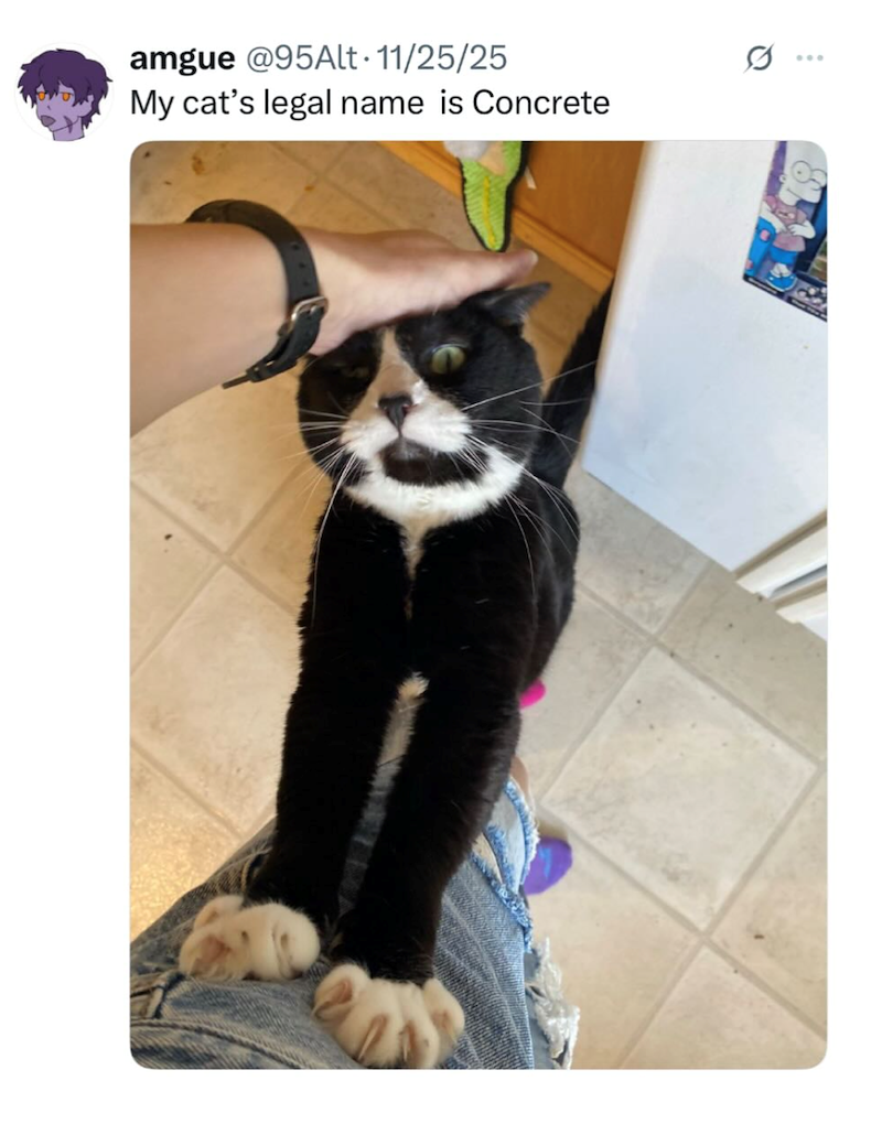 amgue @95Alt. 11/25/25 My cat's legal name is Concrete Q