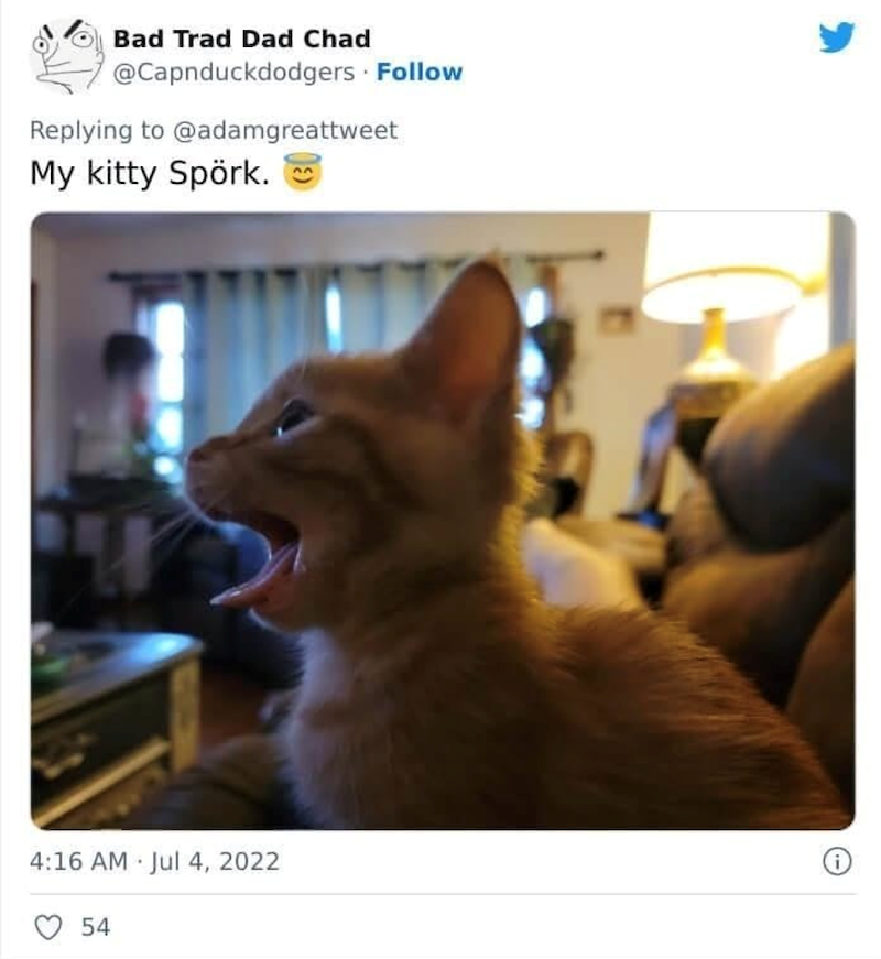 Bad Trad Dad Chad @Capnduckdodgers Follow Replying to @adamgreattweet My kitty Spörk. 4:16 AM Jul 4, 2022 54