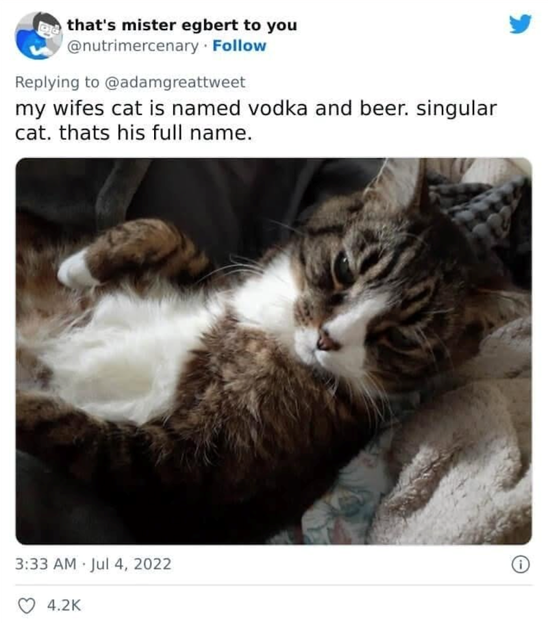 that's mister egbert to you @nutrimercenary Follow Replying to @adamgreattweet my wifes cat is named vodka and beer. singular cat. thats his full name. 3:33 AM Jul 4, 2022 4.2K . Θ