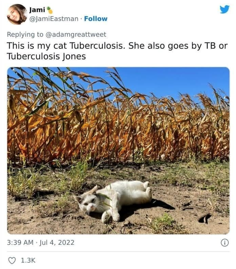 Jami @JamiEastman Follow Replying to @adamgreattweet This is my cat Tuberculosis. She also goes by TB or Tuberculosis Jones 3:39 AM Jul 4, 2022 1.3K