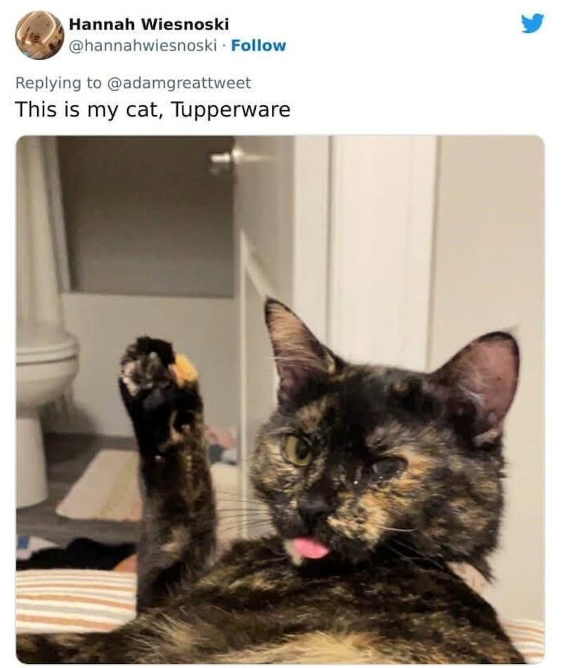 Hannah Wiesnoski @hannahwiesnoski Follow Replying to @adamgreattweet This is my cat, Tupperware