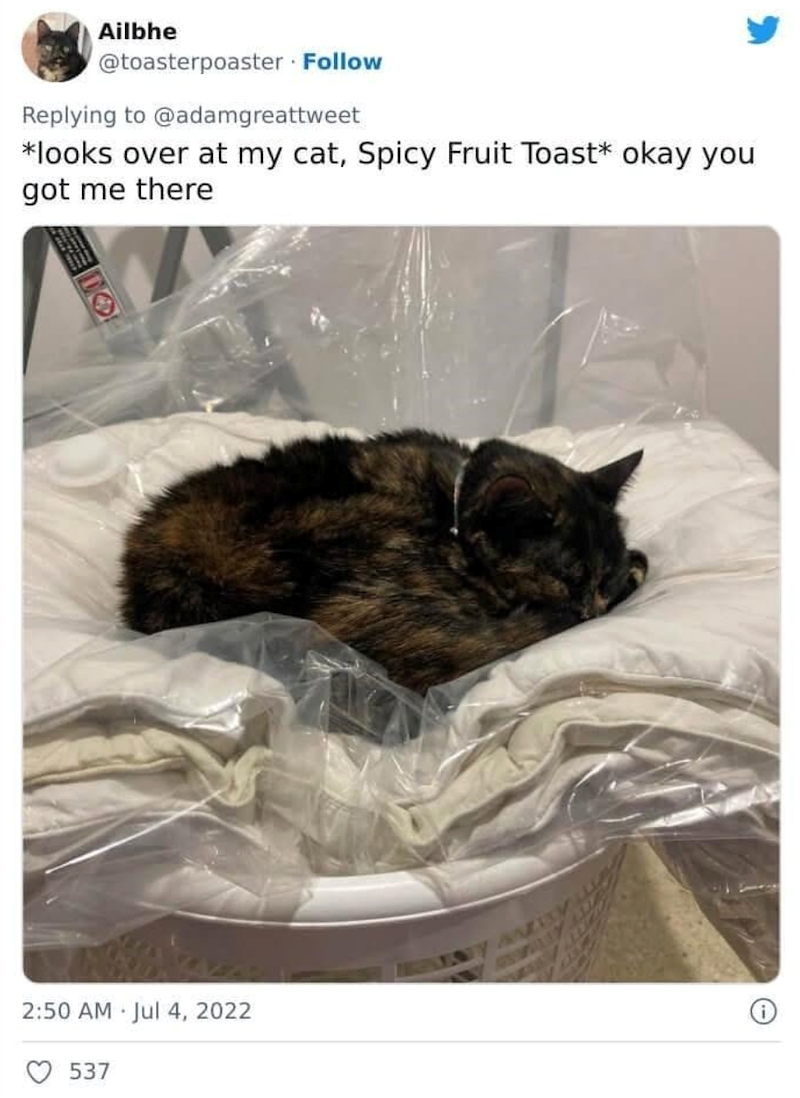 Ailbhe @toasterpoaster · Follow Replying to @adamgreattweet *looks over at my cat, Spicy Fruit Toast* okay you got me there 2:50 AM Jul 4, 2022 537