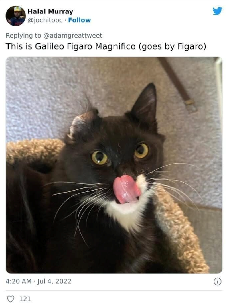 Halal Murray @jochitopc Follow Replying to @adamgreattweet This is Galileo Figaro Magnifico (goes by Figaro) 4:20 AM Jul 4, 2022 i 121