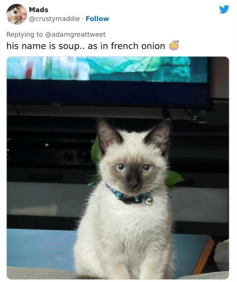 Mads @crustymaddie Follow Replying to @adamgreattweet his name is soup.. as in french onion