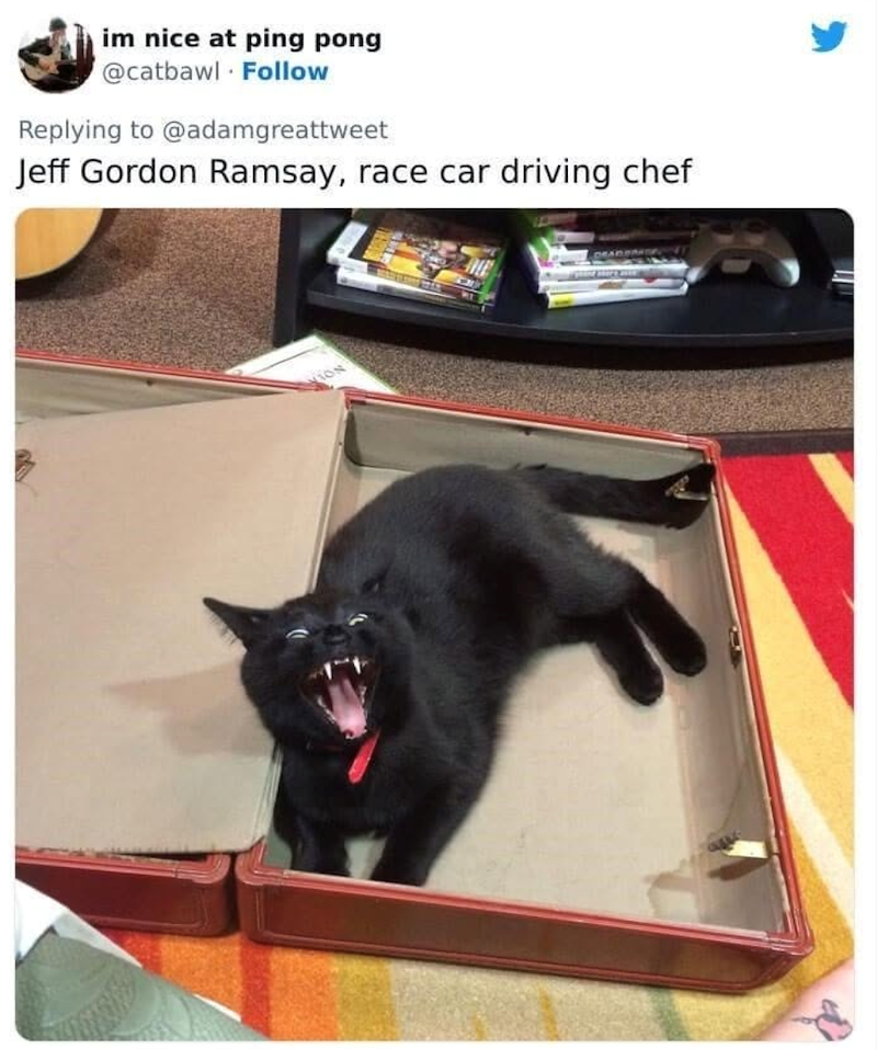 im nice at ping pong @catbawl Follow Replying to @adamgreattweet Jeff Gordon Ramsay, race car driving chef