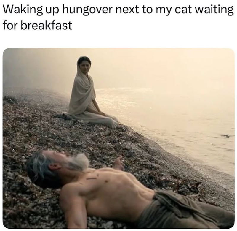Waking up hungover next to my cat waiting for breakfast