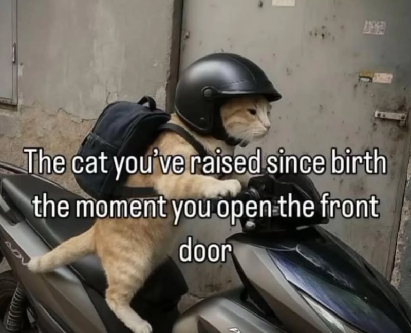The cat you've raised since birth the moment you open the front door