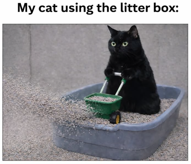 My cat using the litter box:
