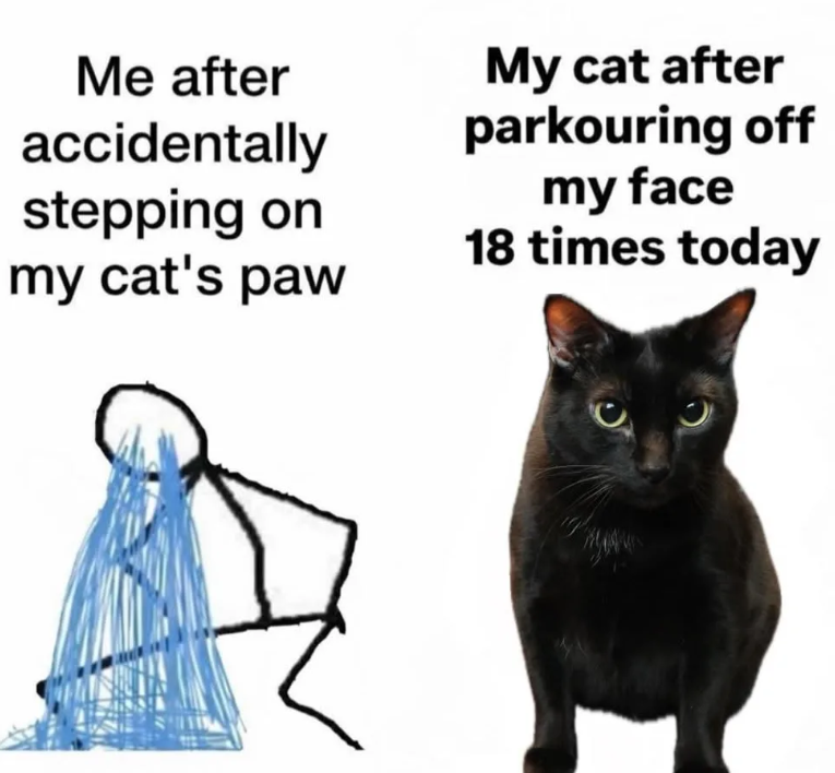 Me after accidentally stepping on my cat's paw My cat after parkouring off my face 18 times today