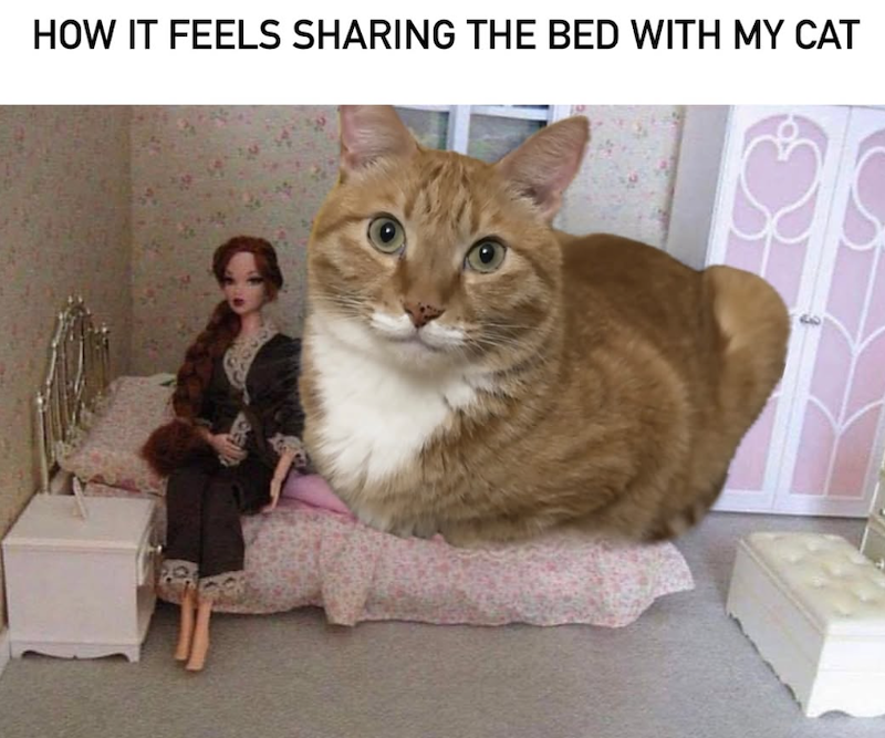 HOW IT FEELS SHARING THE BED WITH MY CAT