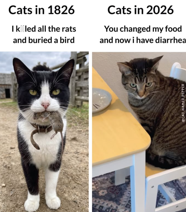 Cats in 1826 Ik led all the rats and buried a bird Cats in 2026 You changed my food and now i have diarrhea @CAT.NAMED PEPPER