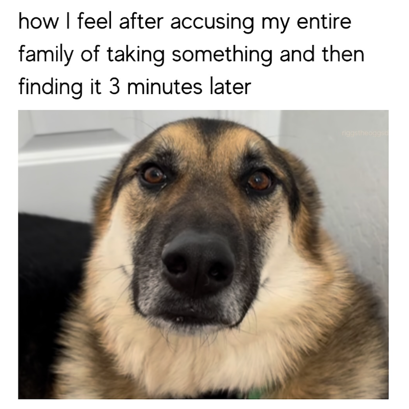 how I feel after accusing my entire family of taking something and then finding it 3 minutes later riggstheoggs