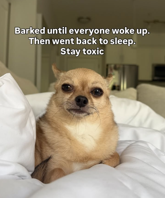 Barked until everyone woke up. Then went back to sleep. Stay toxic
