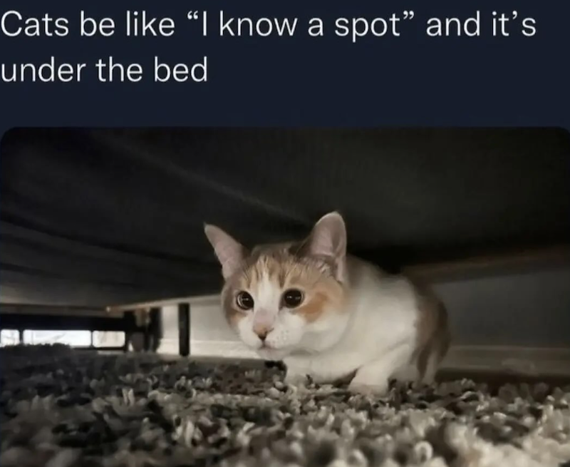 Cats be like “I know a spot” and it's under the bed 100