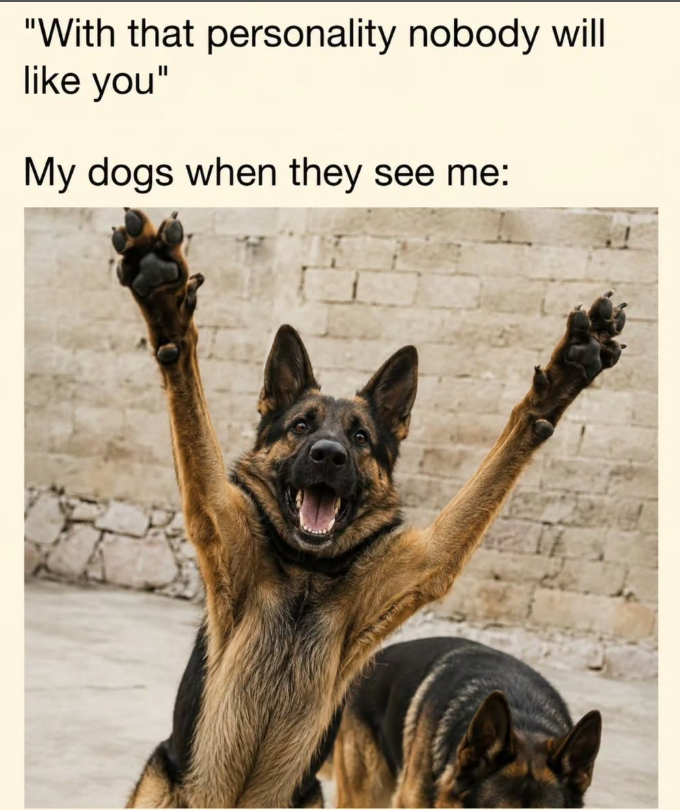 "With that personality nobody will like you" My dogs when they see me: